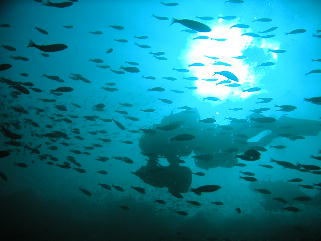 魚達に囲まれて