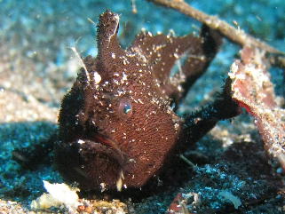 カエルアンコウ、かわいいでしょ！