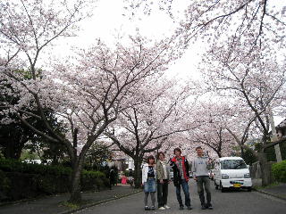 桜満開！