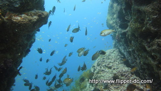 沖根のまわりは魚だらけ！！